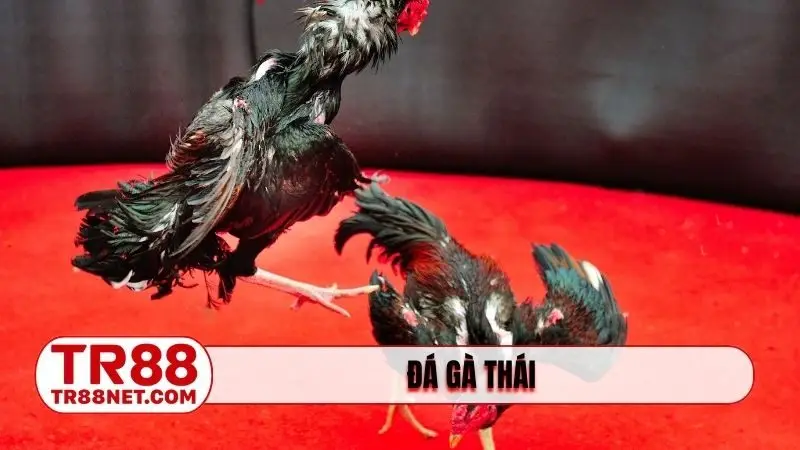 dá gà Thái