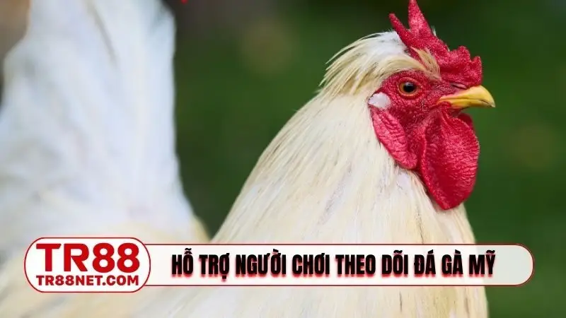 Công nghệ hỗ trợ người chơi theo dõi đá gà Mỹ