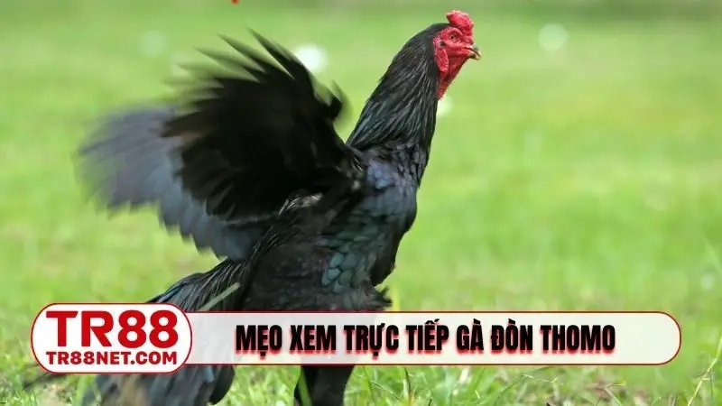 Mẹo xem trực tiếp gà đòn Thomo hôm nay dự đoán đúng