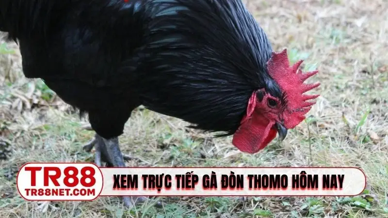 Nền tảng trực tiếp gà đòn Thomo hôm nay đầu tư mạnh