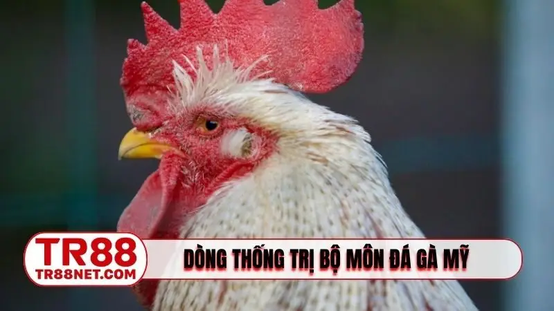 Những dòng thống trị bộ môn đá gà Mỹ ở Đông Nam Á