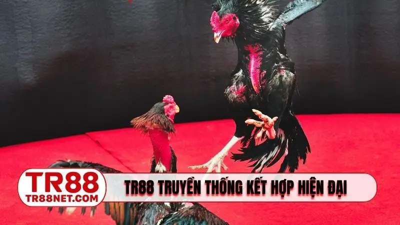 Sảnh đá gà TR88 truyền thống kết hợp hiện đại