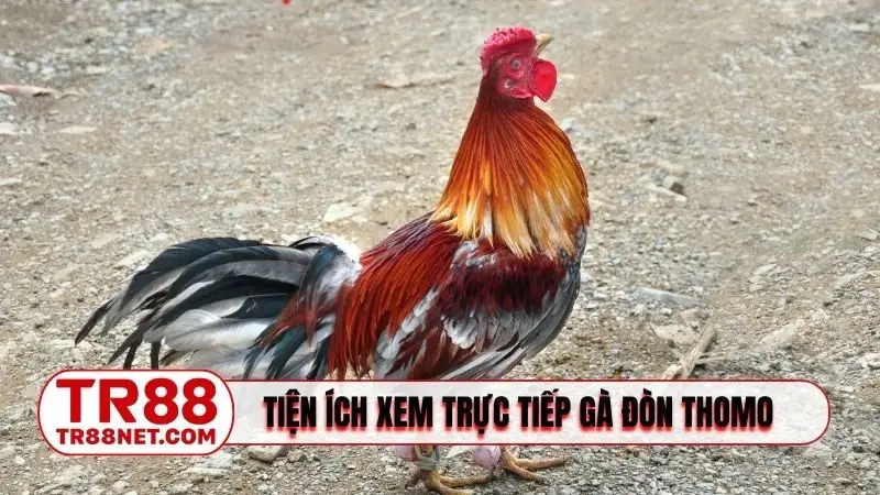 Tiện ích khi xem trực tiếp gà đòn Thomo hôm nay