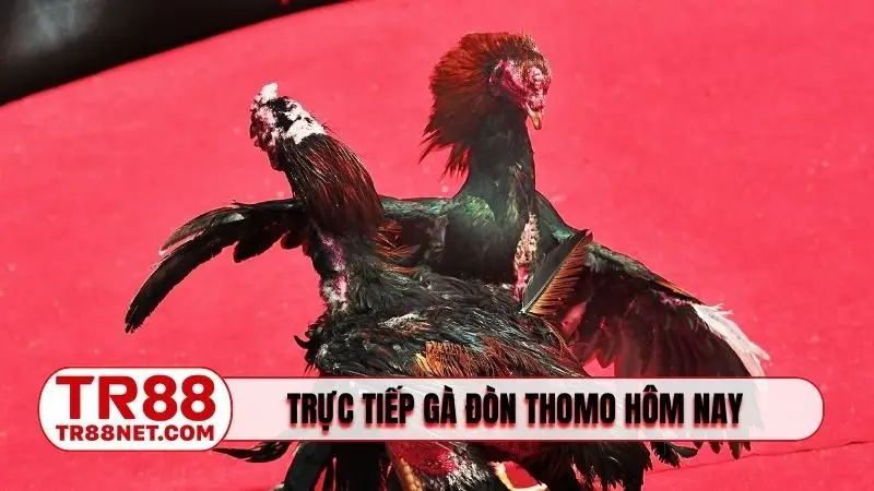 trực tiếp gà đòn Thomo hôm nay